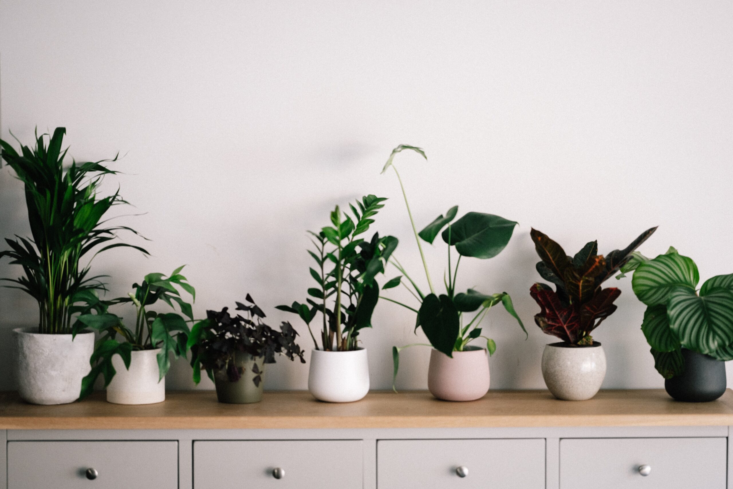 5 ways to decorate with indoor plants and energise your space